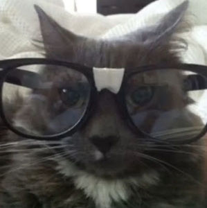 Meet your Posher, Izzy